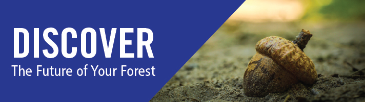 Discover the future of your forest